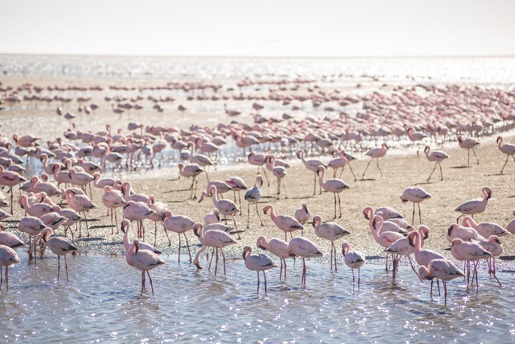 Flamingo Villas Boutique Hotel Walvis Bay Ngoại thất bức ảnh