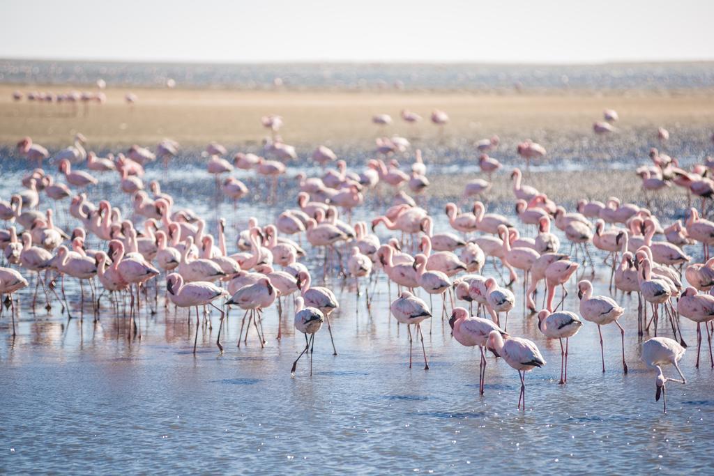 Flamingo Villas Boutique Hotel Walvis Bay Ngoại thất bức ảnh